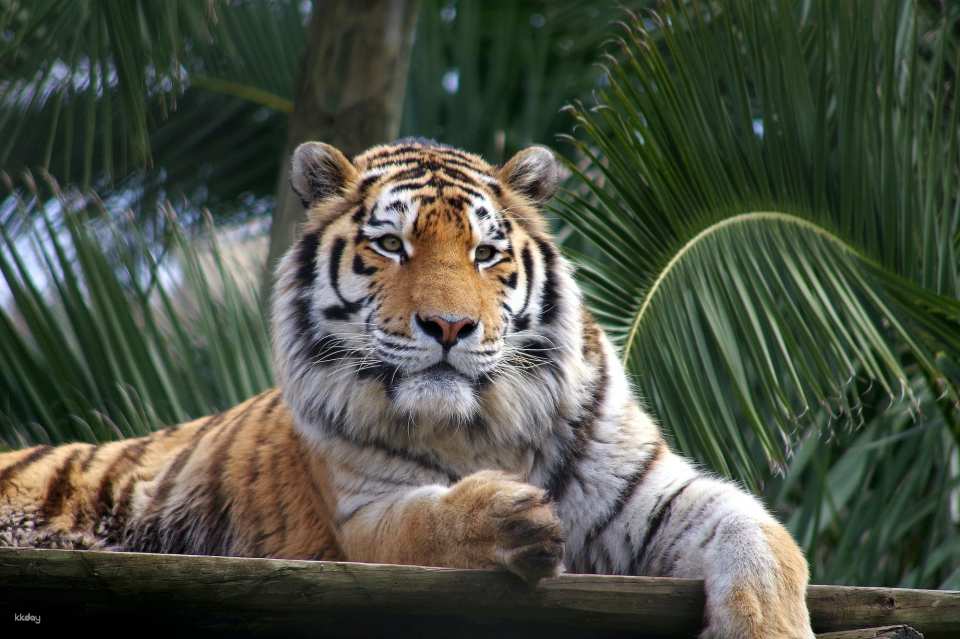 Lisbon Zoo Fast Track Ticket｜Portugal