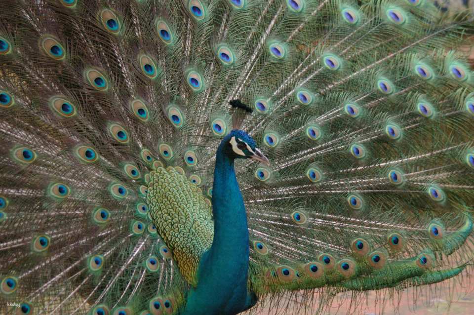 Lisbon Zoo Fast Track Ticket｜Portugal