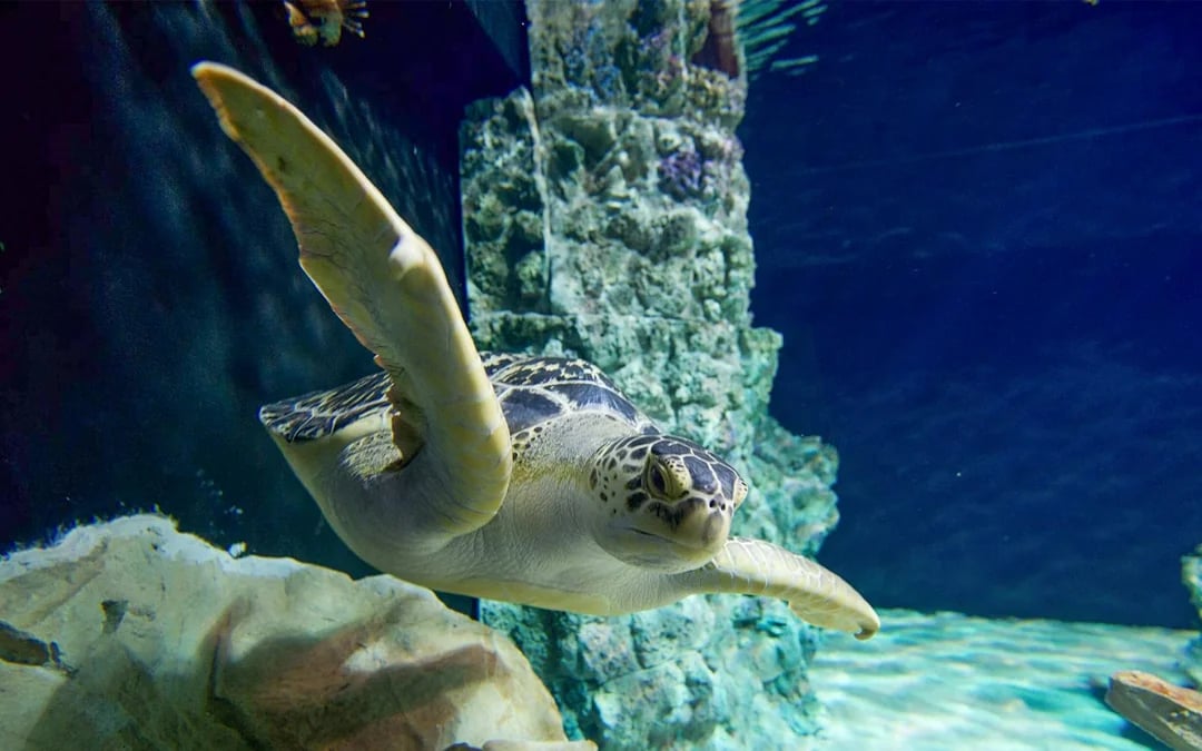 Livorno Aquarium Tickets: A Sea of ​​Discoveries Image 2