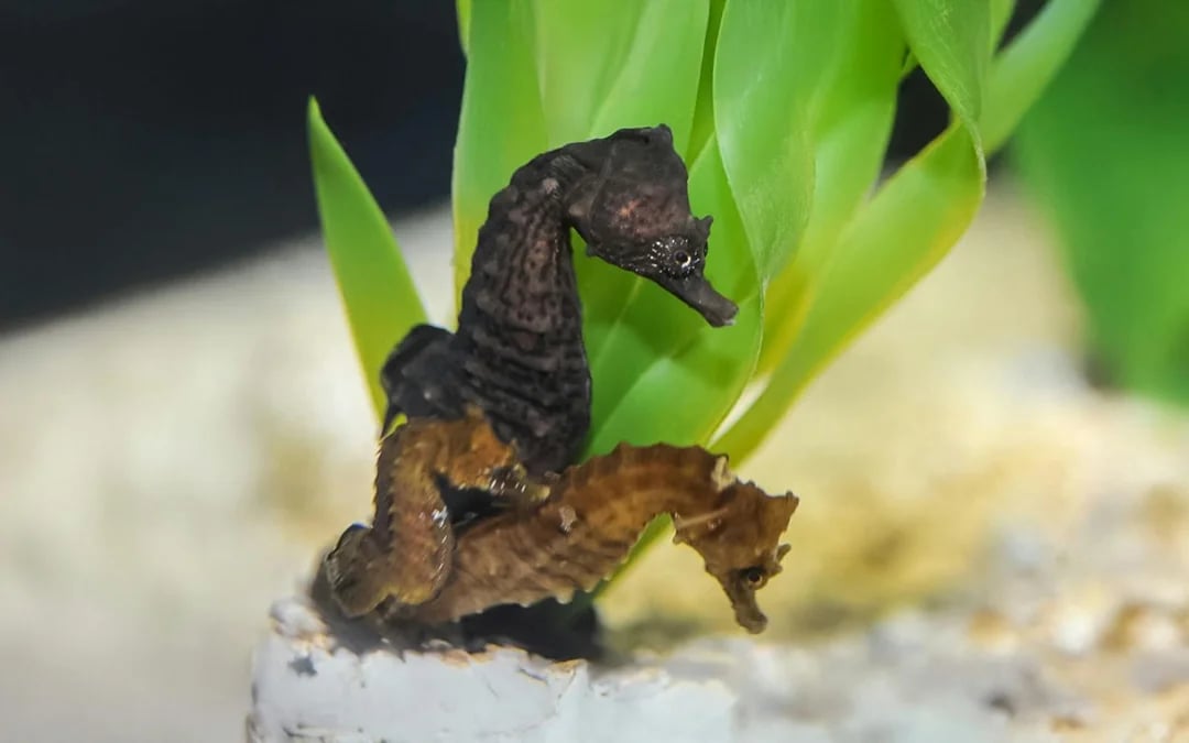 Livorno Aquarium Tickets: A Sea of ​​Discoveries Image 3