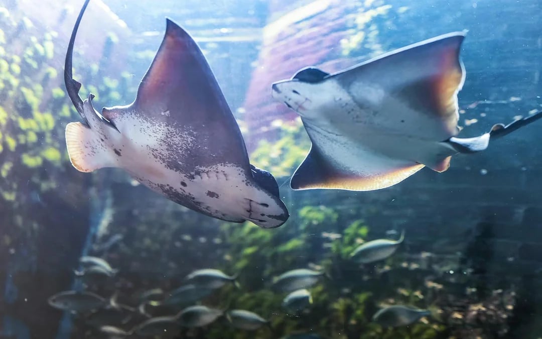 Livorno Aquarium Tickets: A Sea of ​​Discoveries Image 5