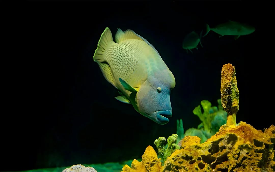 Livorno Aquarium Tickets: A Sea of ​​Discoveries Image 6