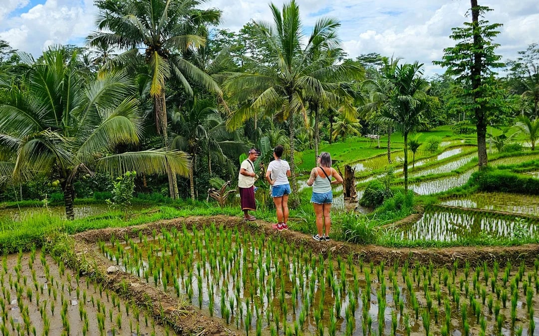 Lombok Private Day Trip: 4 Waterfalls, Rice Fields and Jungle Hike with Transfers Image 4