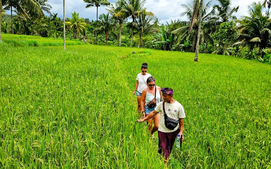 Lombok Private Day Trip: 4 Waterfalls, Rice Fields and Jungle Hike with Transfers Image 8