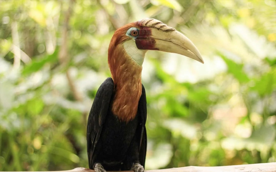 Lombok Wildlife Park Tickets with Optional Lunch Image 3