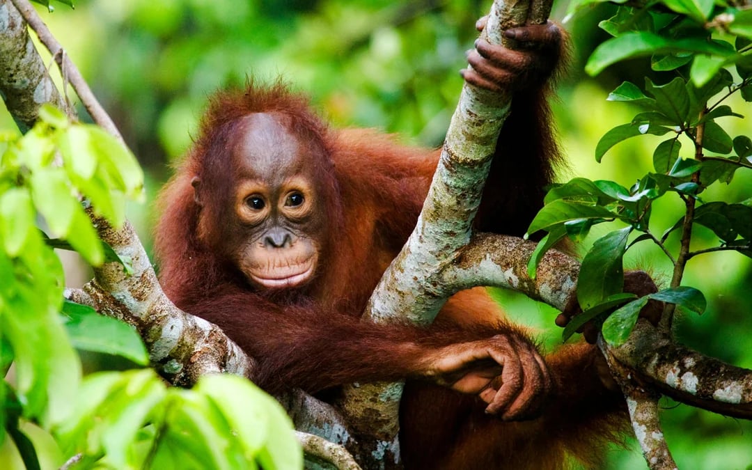 Lombok Wildlife Park Tickets with Optional Lunch Image 4