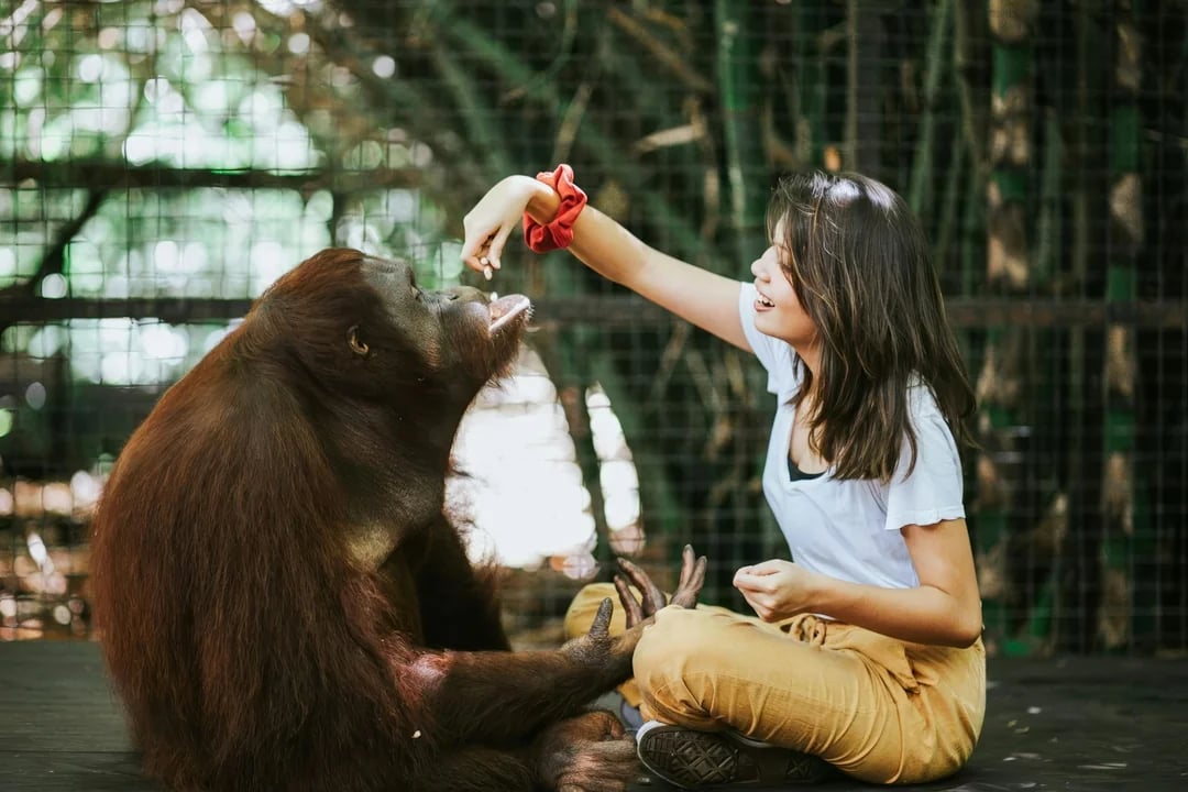 Lombok Wildlife Park Tickets with Orangutan Interaction Image 3