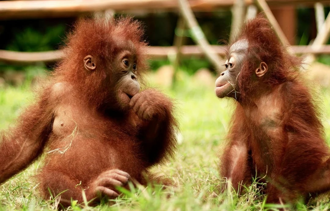 Lombok Wildlife Park Tickets with Orangutan Interaction Image 4