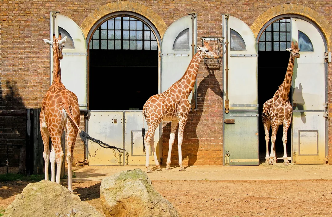 London Zoo Entrance Tickets
 Image 4
