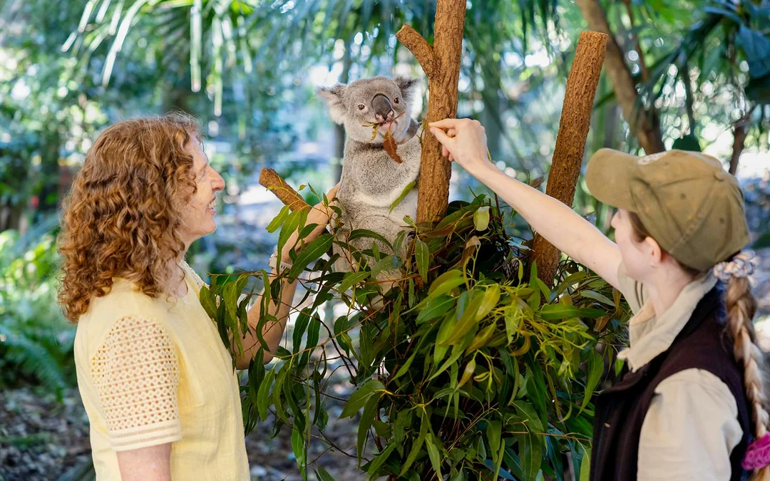 Lone Pine Koala Sanctuary Tickets with Brisbane River Cruise Image 3
