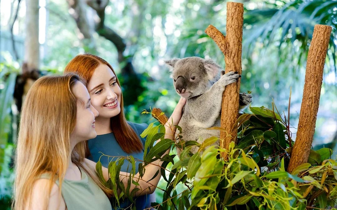 Lone Pine Koala Sanctuary Tickets with Brisbane River Cruise Image 7