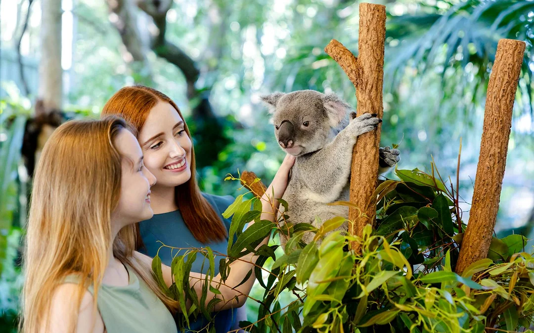 Lone Pine Koala Sanctuary Tickets Image 1