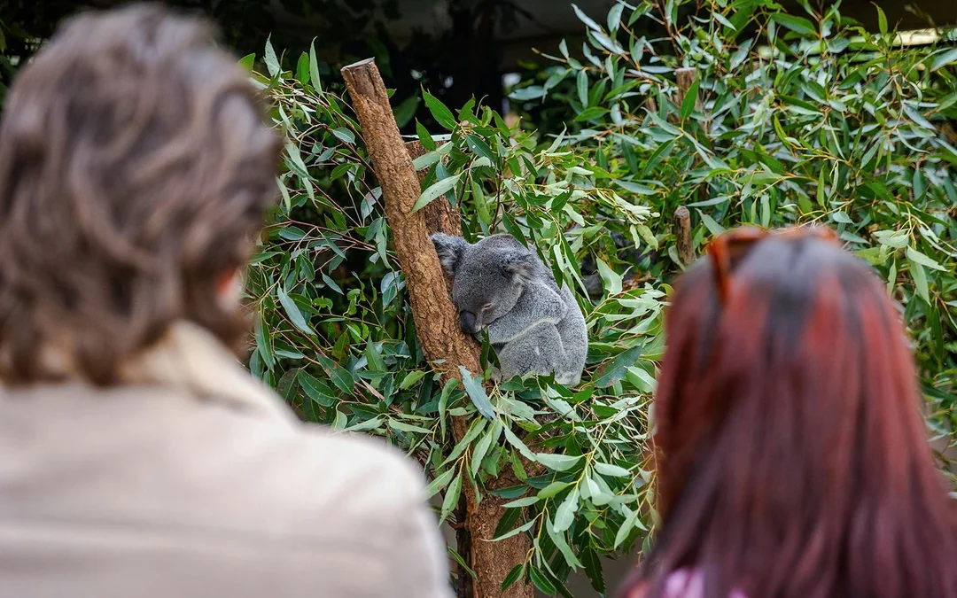 Lone Pine Koala Sanctuary Tickets Image 3