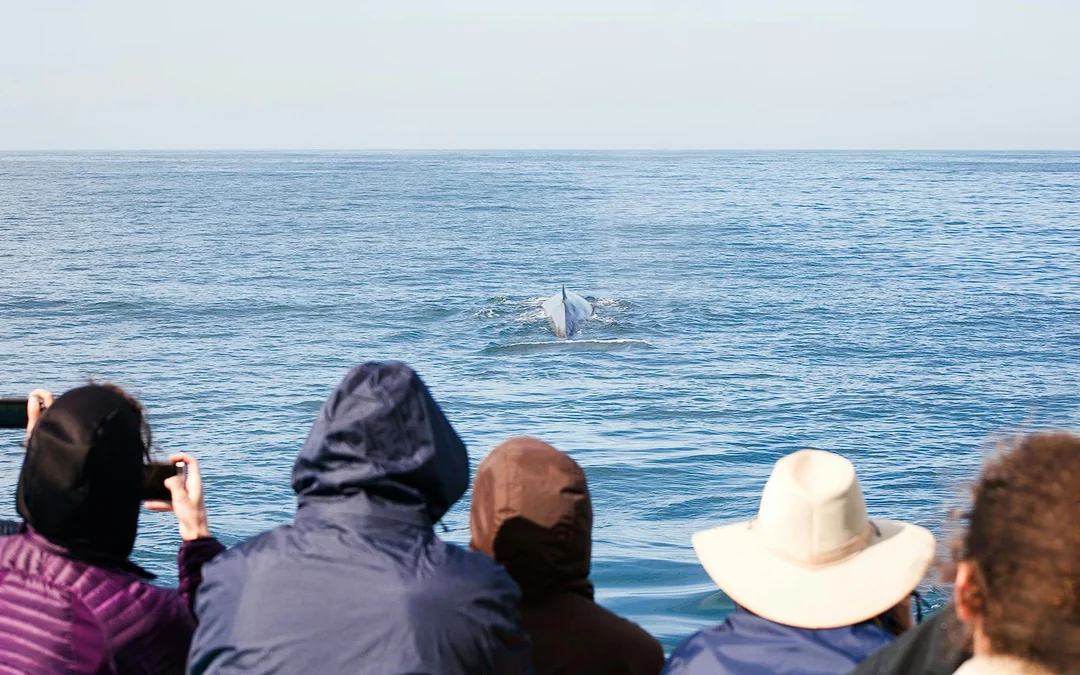 Long Beach Whale Watching and Dolphin Tour Image 3