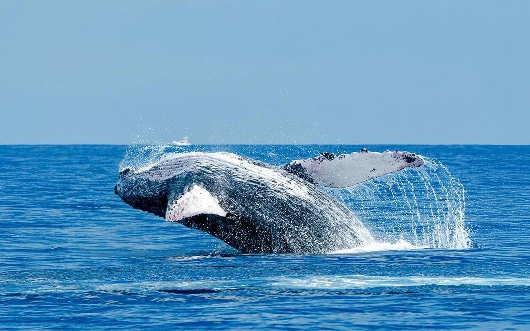 Long Beach Whale Watching and Dolphin Tour Image 4