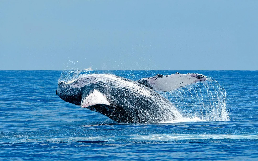 Long Beach Whale Watching and Dolphin Tour Image 4
