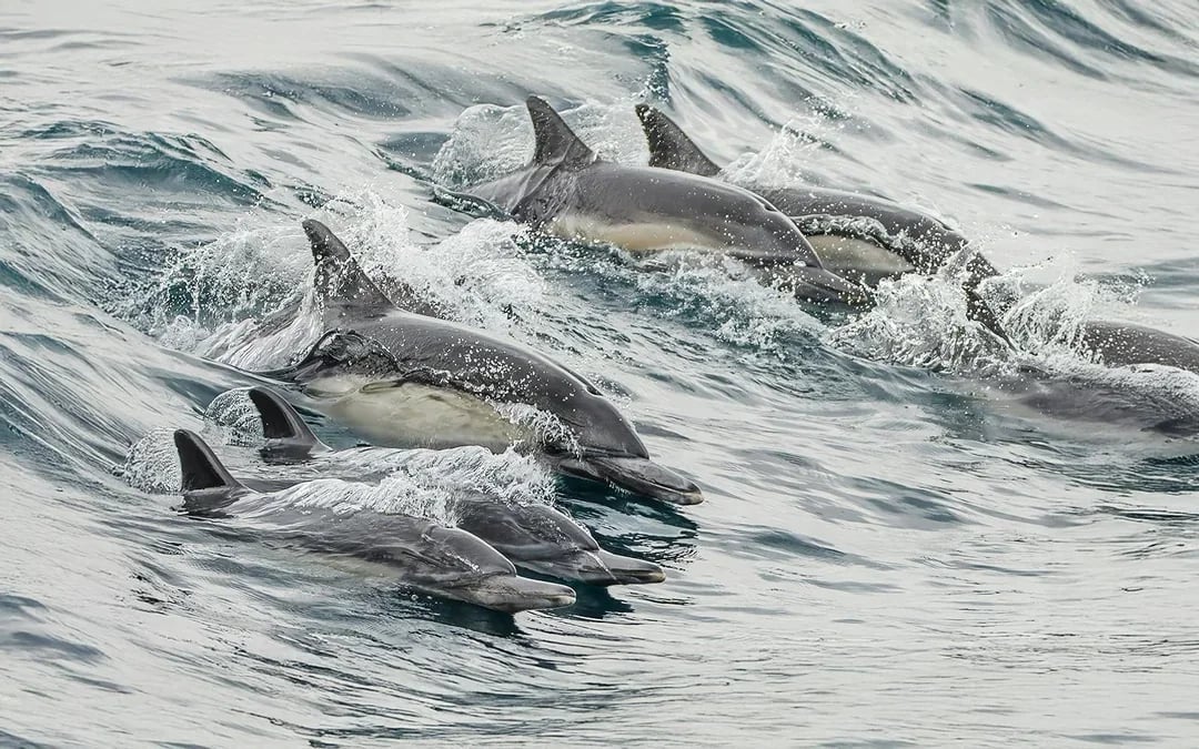 Long Beach Whale Watching and Dolphin Tour Image 5
