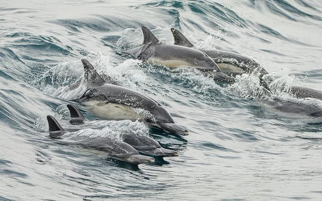 Long Beach Whale Watching and Dolphin Tour Image 5