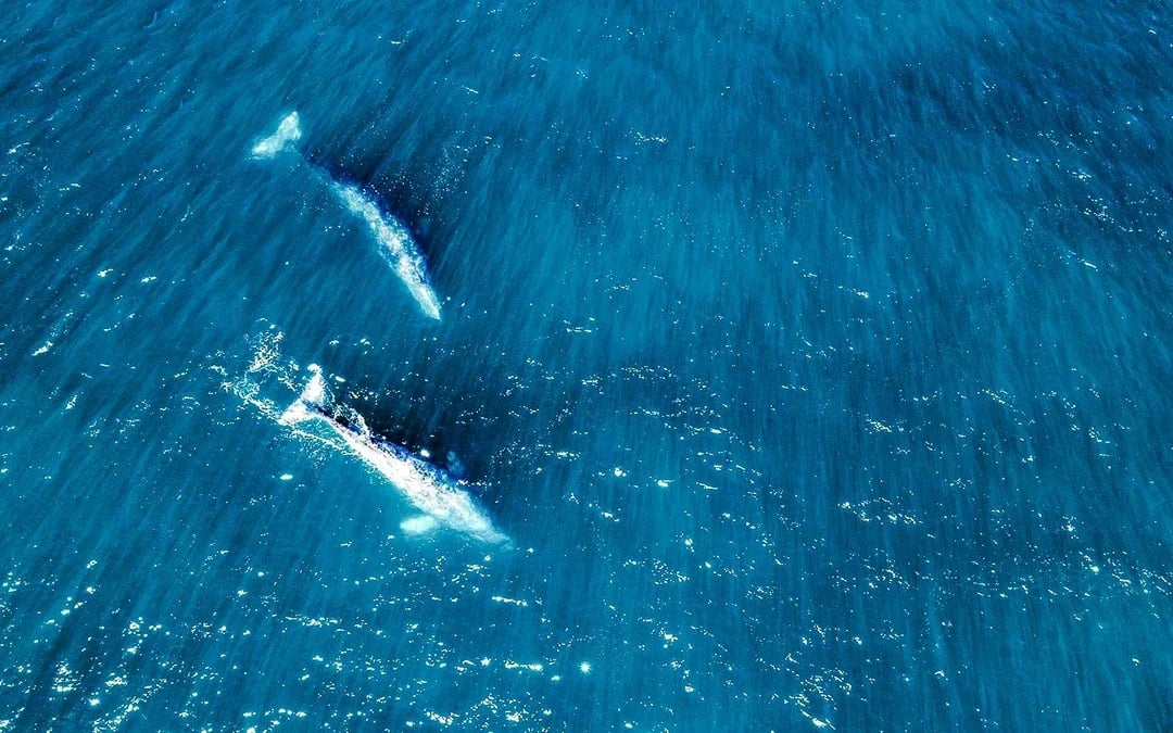 Long Beach Whale Watching and Dolphin Tour Image 6