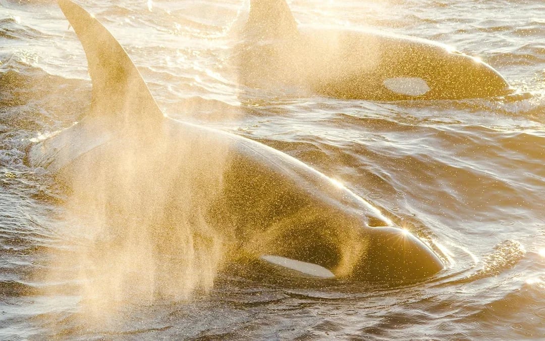 Long Beach Whale Watching and Dolphin Tour Image 7