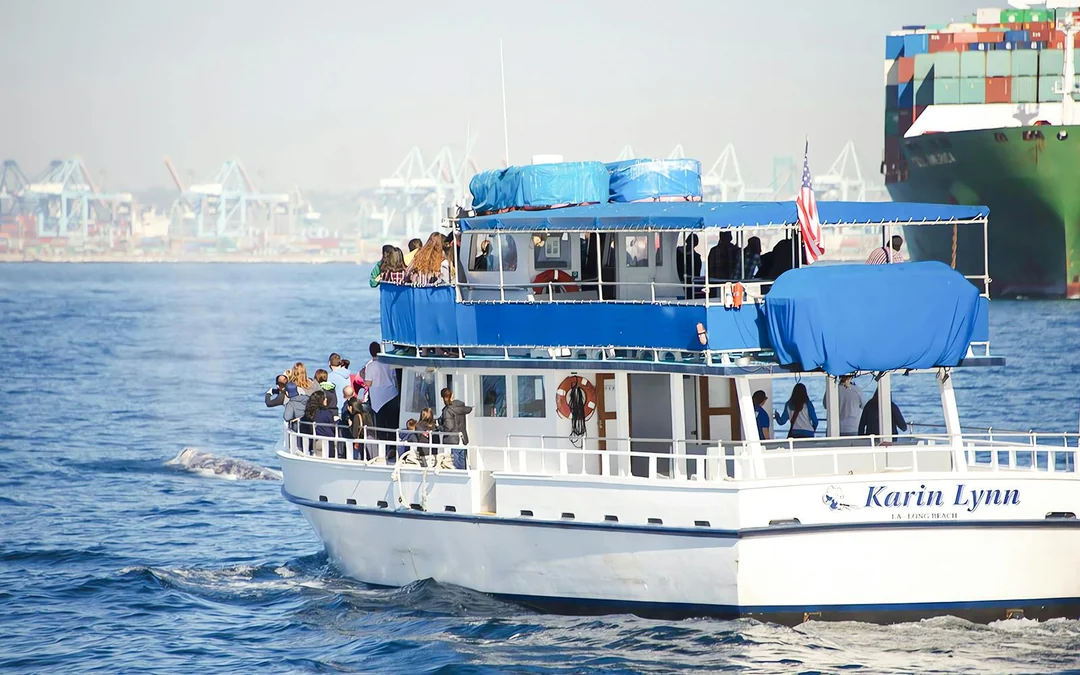 Long Beach Whale Watching and Dolphin Tour Image 8