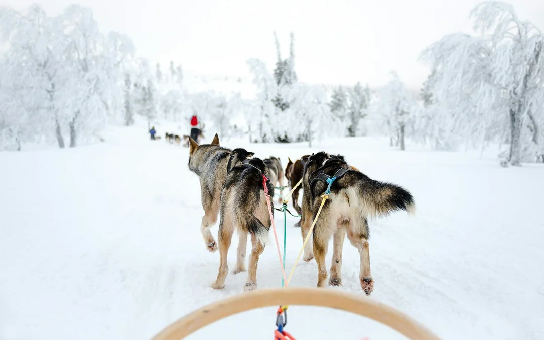 Long Self-Driven Husky Sleigh Ride Image 2