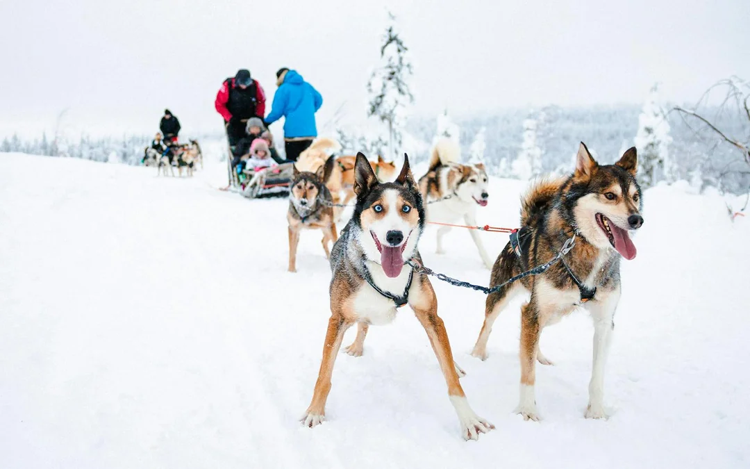 Long Self-Driven Husky Sleigh Ride Image 5