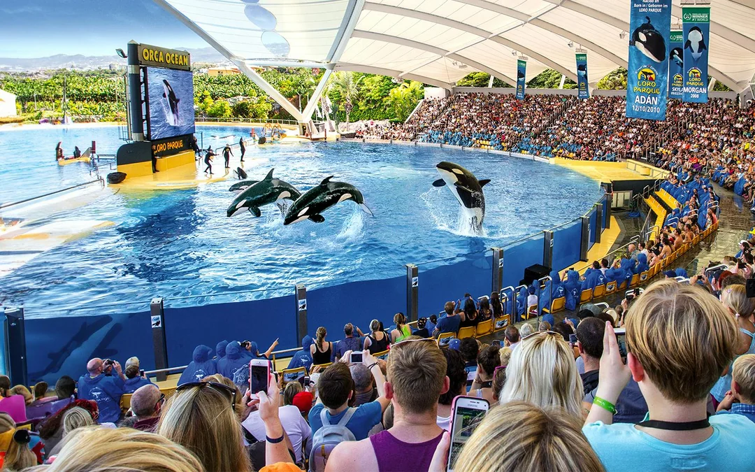 Loro Parque Entry Tickets Image 1