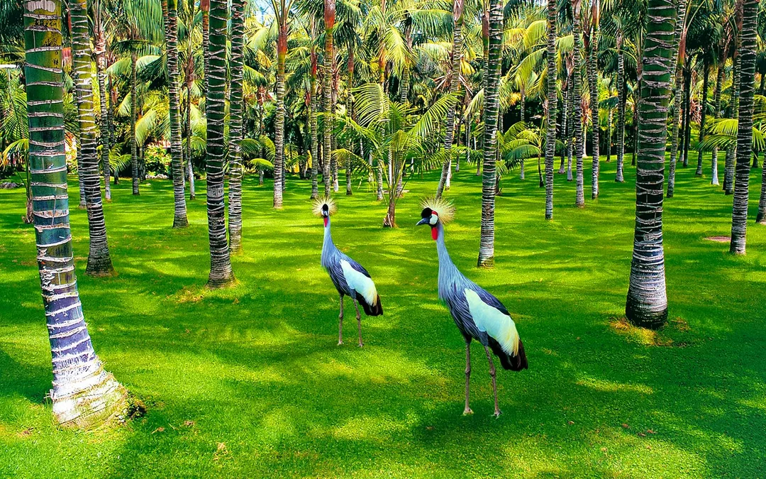 Loro Parque Entry Tickets Image 12