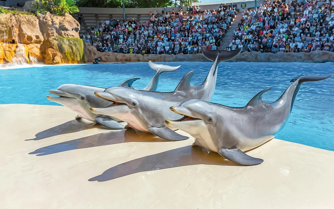 Loro Parque Entry Tickets Image 4