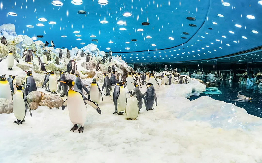 Loro Parque Entry Tickets Image 5
