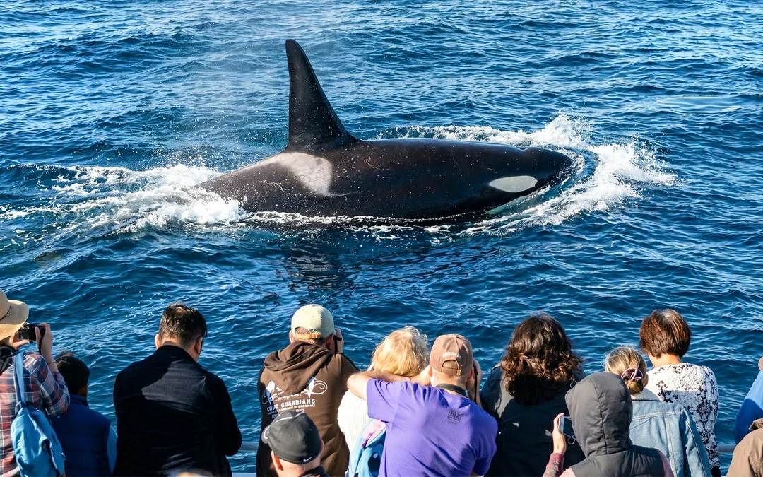 Los Angeles Whale Watching & Dolphin Tour Image 1
