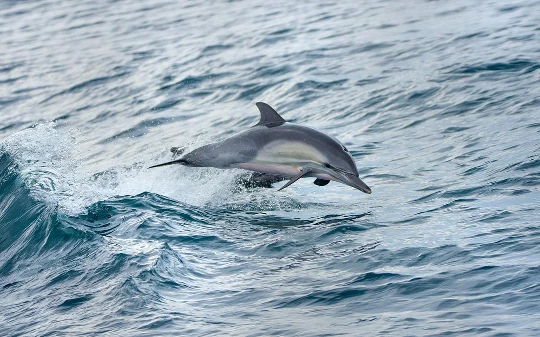 Los Angeles Whale Watching & Dolphin Tour Image 3