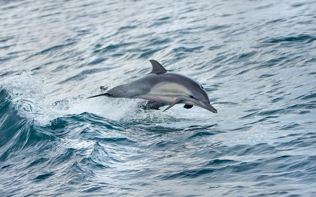 Los Angeles Whale Watching & Dolphin Tour Image 3