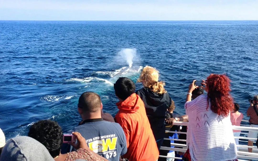 Los Angeles Whale Watching & Dolphin Tour Image 5