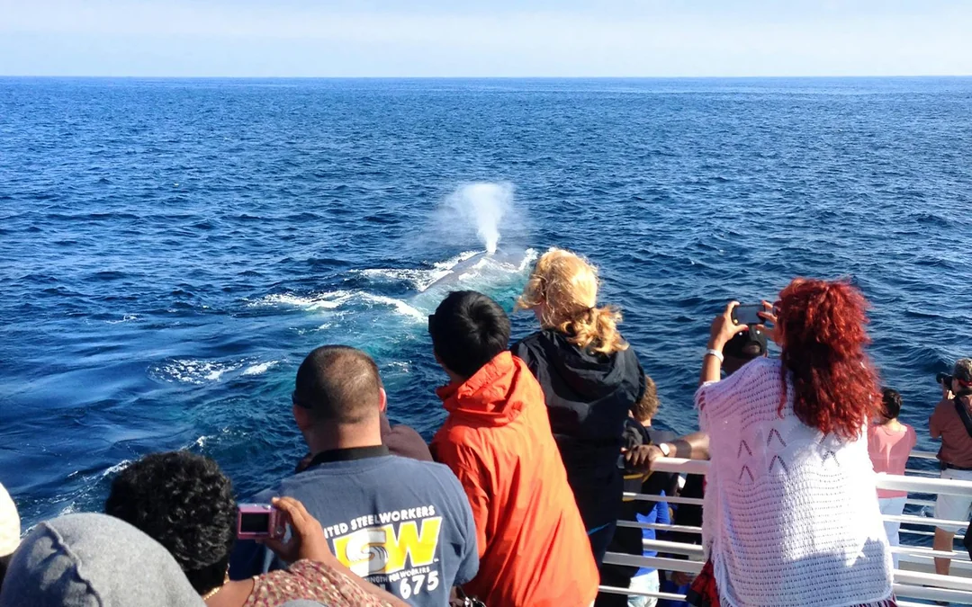 Los Angeles Whale Watching & Dolphin Tour Image 5