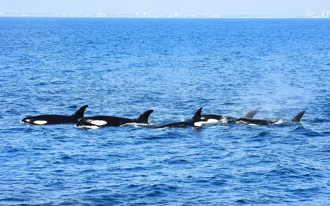 Los Angeles Whale Watching & Dolphin Tour Image 6