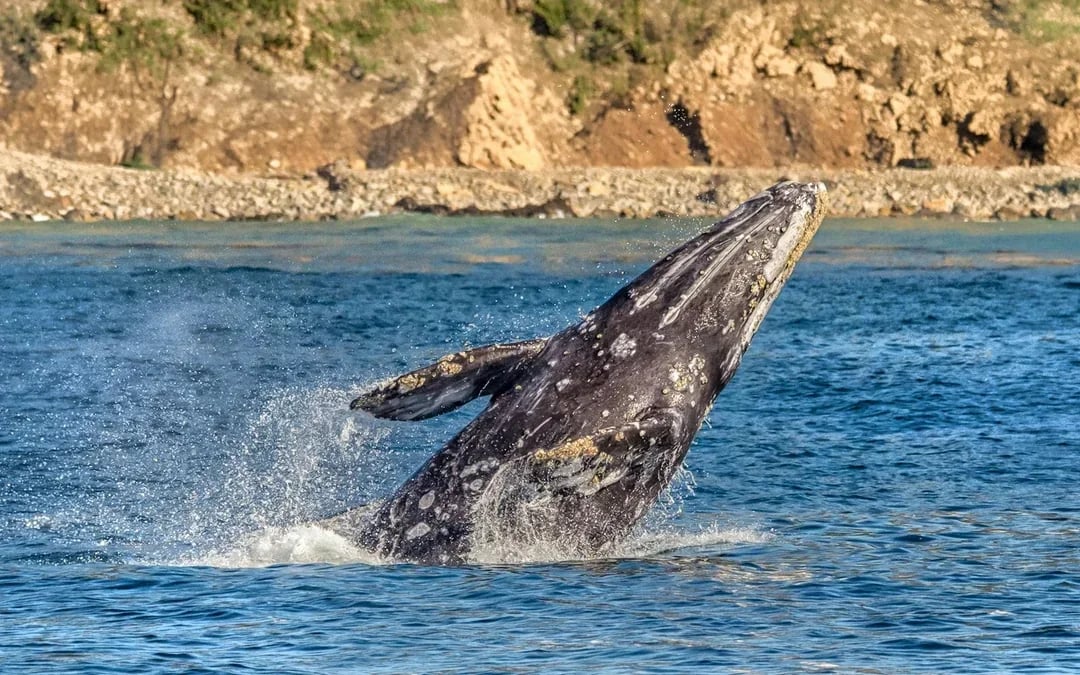 Los Angeles Whale Watching & Dolphin Tour Image 8