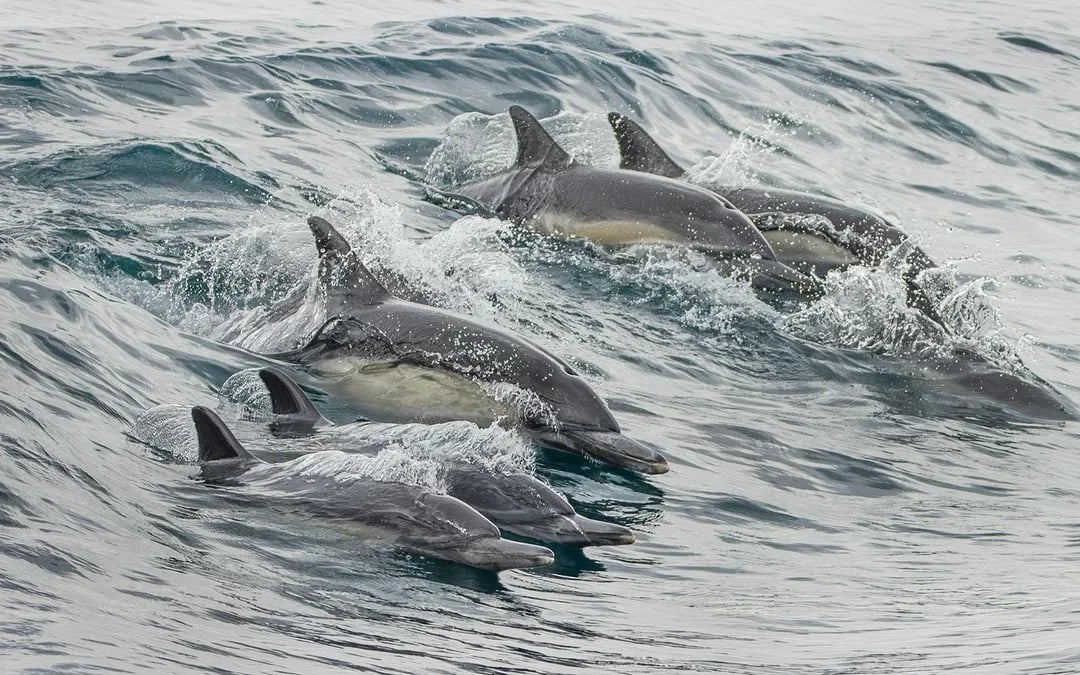 Los Angeles Whale Watching & Dolphin Tour Image 10