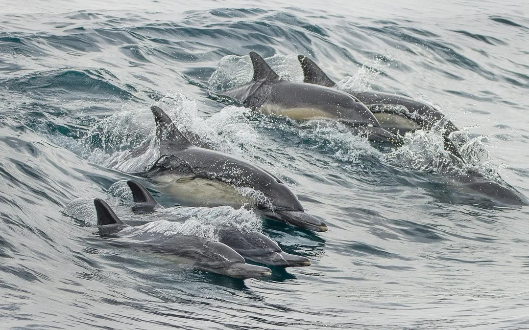 Los Angeles Whale Watching & Dolphin Tour Image 10