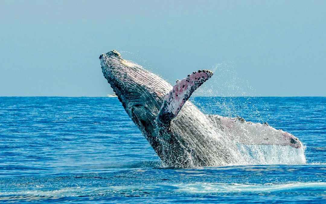 Los Cristianos: 3-Hour Whale & Dolphin Watching Shared Yacht Image 2