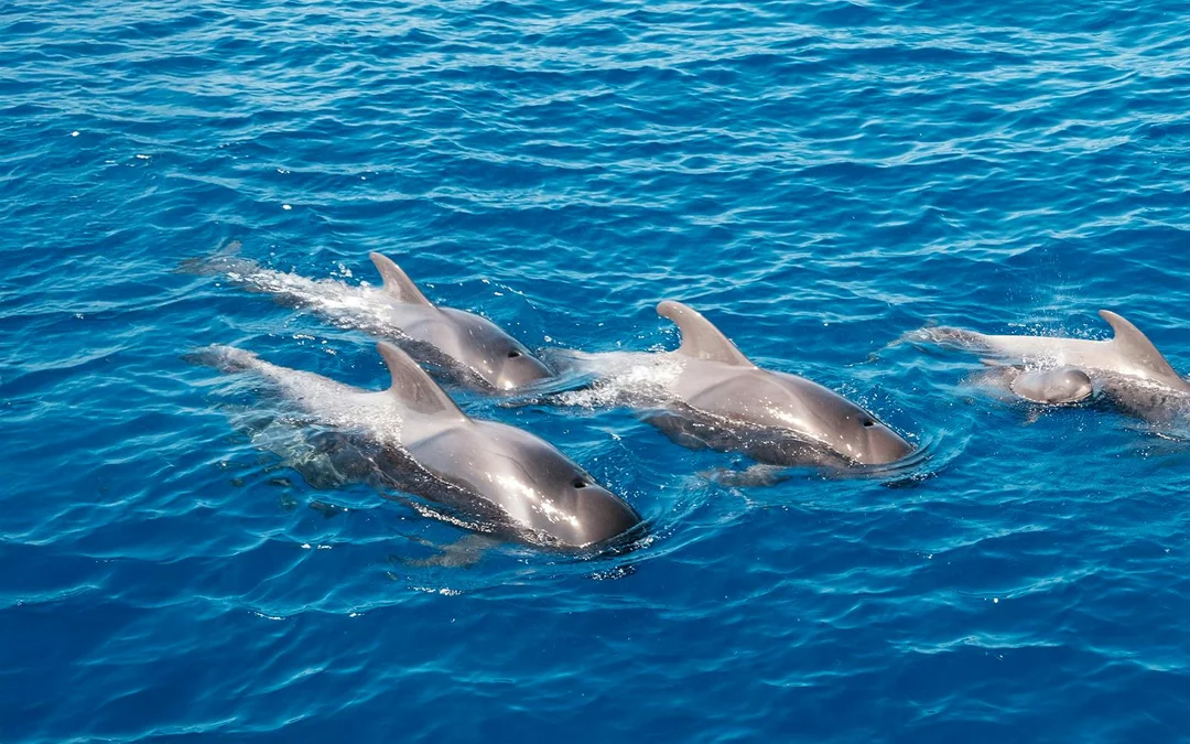 Los Cristianos: 3-Hour Whale & Dolphin Watching Shared Yacht Image 3