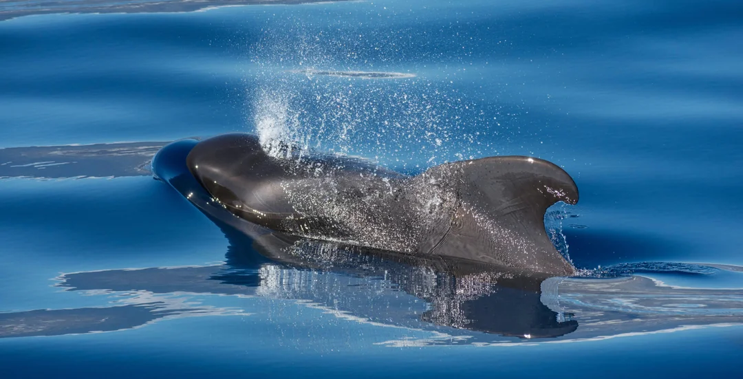 Los Cristianos: Whale and Dolphin Watching Cruise with Optional Pirate Themed Boat Image 2