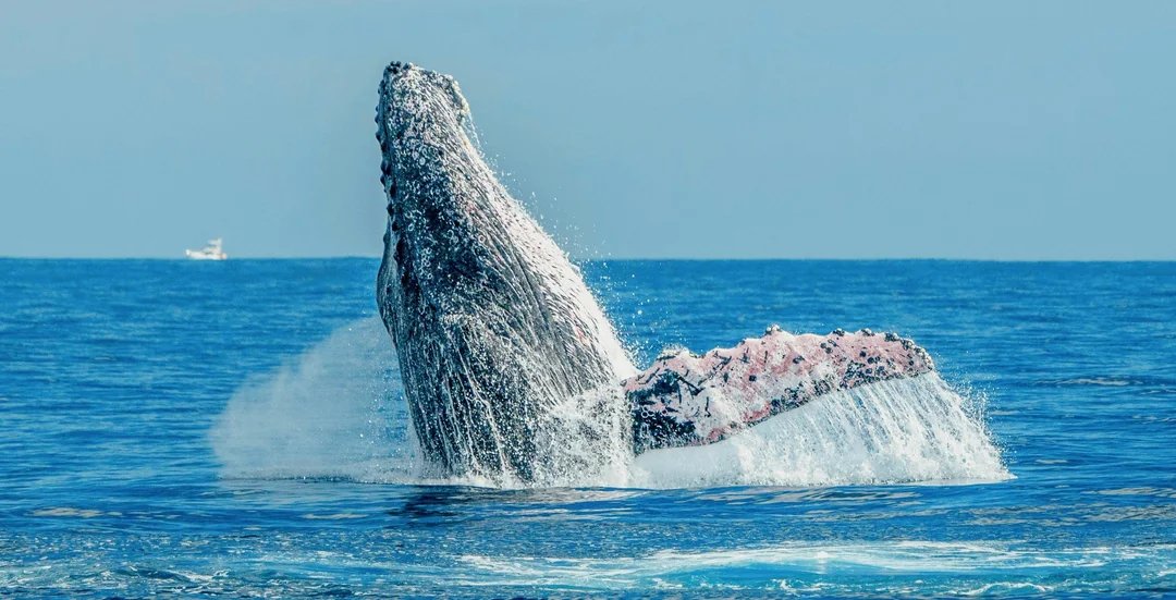 Los Cristianos: Whale and Dolphin Watching Cruise with Optional Pirate Themed Boat Image 3