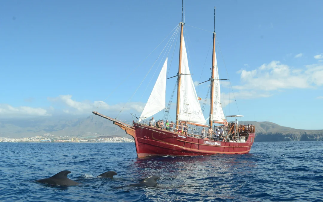 Los Cristianos: Whale and Dolphin Watching Cruise with Optional Pirate Themed Boat Image 5