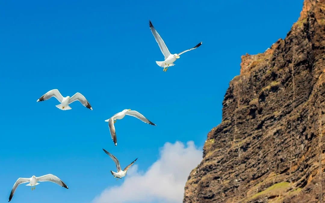 Los Gigantes: Private Sailing Cruise with Snorkeling & Tapas Image 7