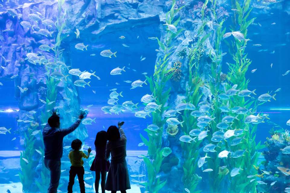 Lotte World Aquarium Ticket