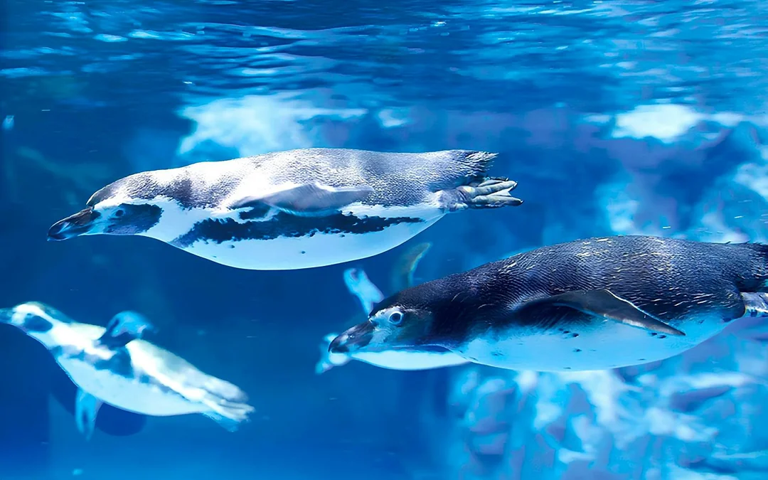 Lotte World Aquarium Tickets Image 4