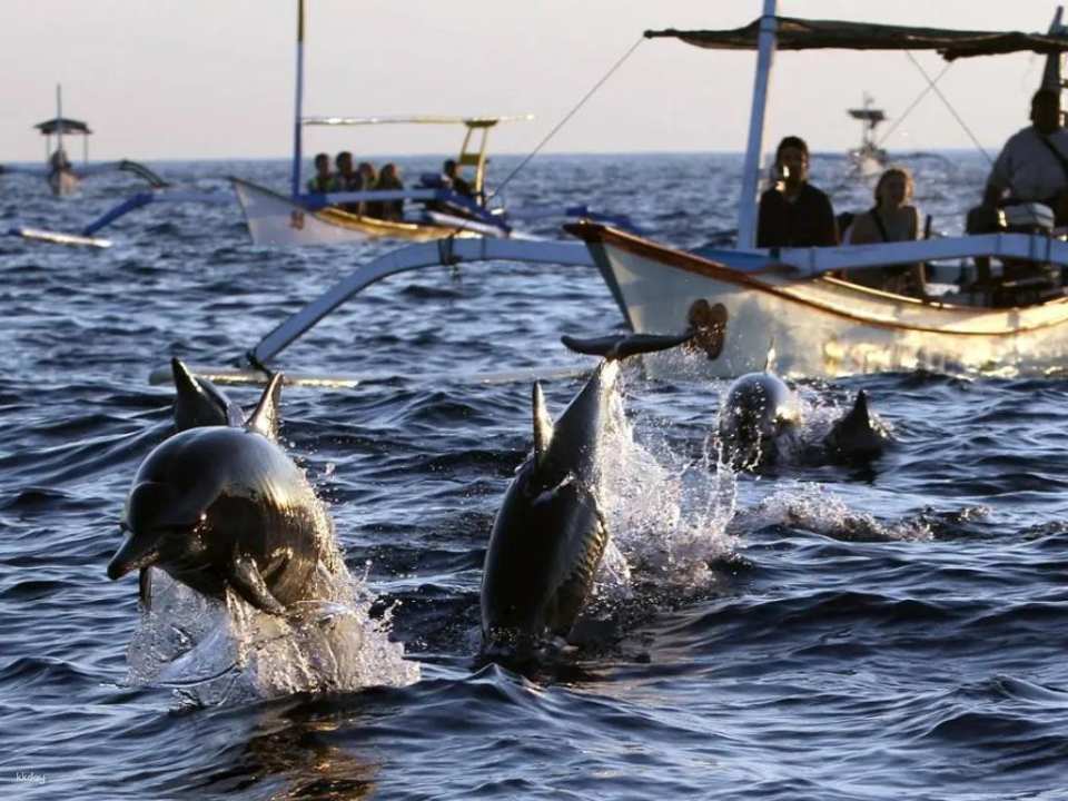 Lovina Dolphin Watching & Ocean Discovery | Bali