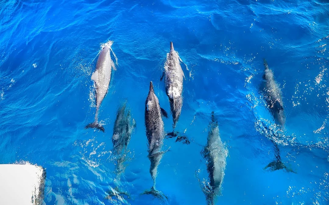 Luxury West Maui Snorkel Sail with Open Bar and BBQ Lunch Image 4